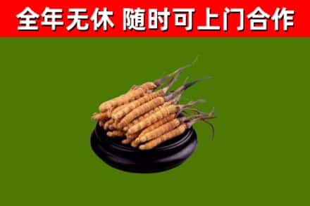 召陵回收散虫草