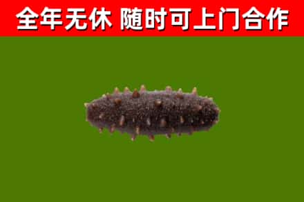 召陵回收海参干